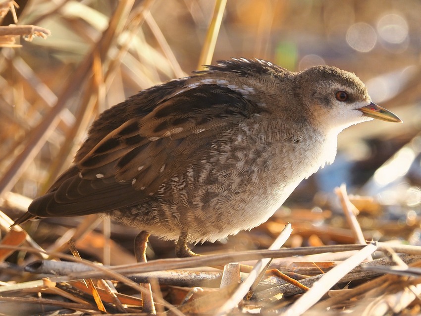 Schiribilla  (Porzana parva)